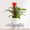 Planta Guzmania